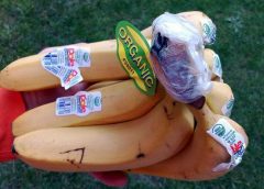 what are the fun facts about fruit-vegetable stickers?