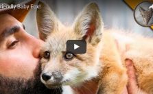 Want to see friendly baby fox?