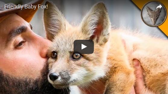 friendly baby fox